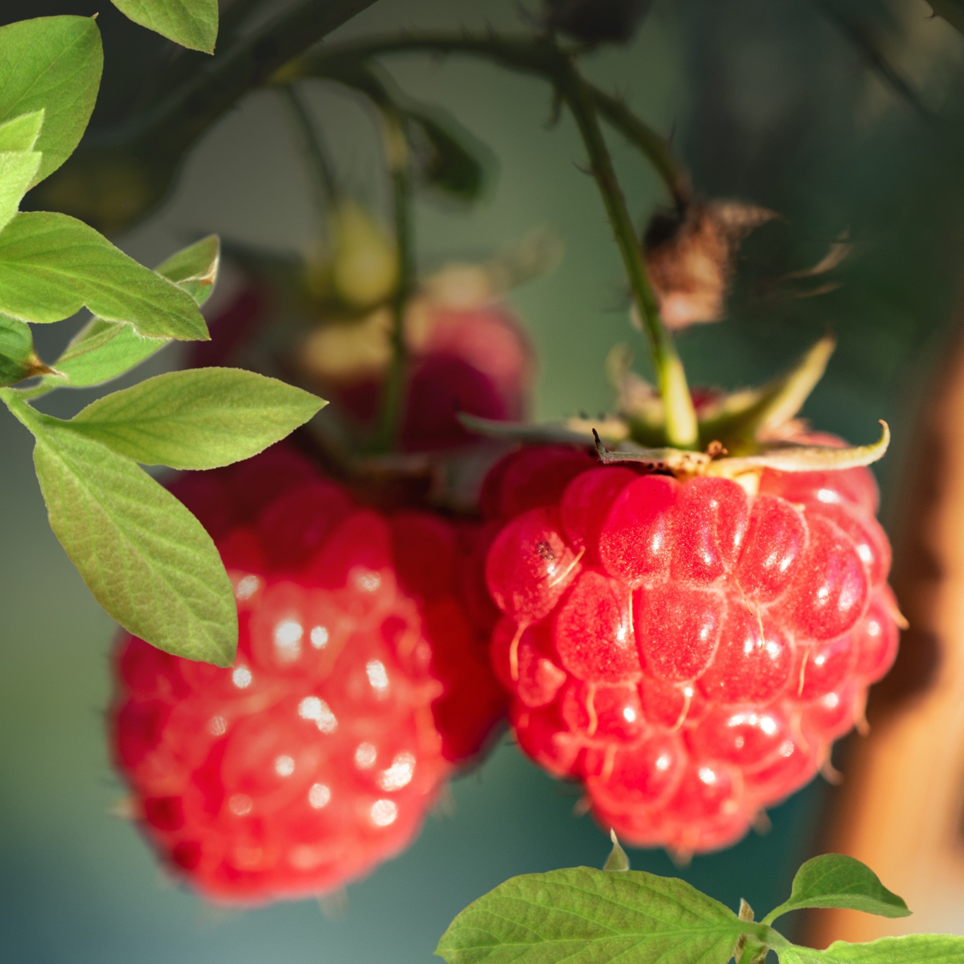 Patio Fruit Plants