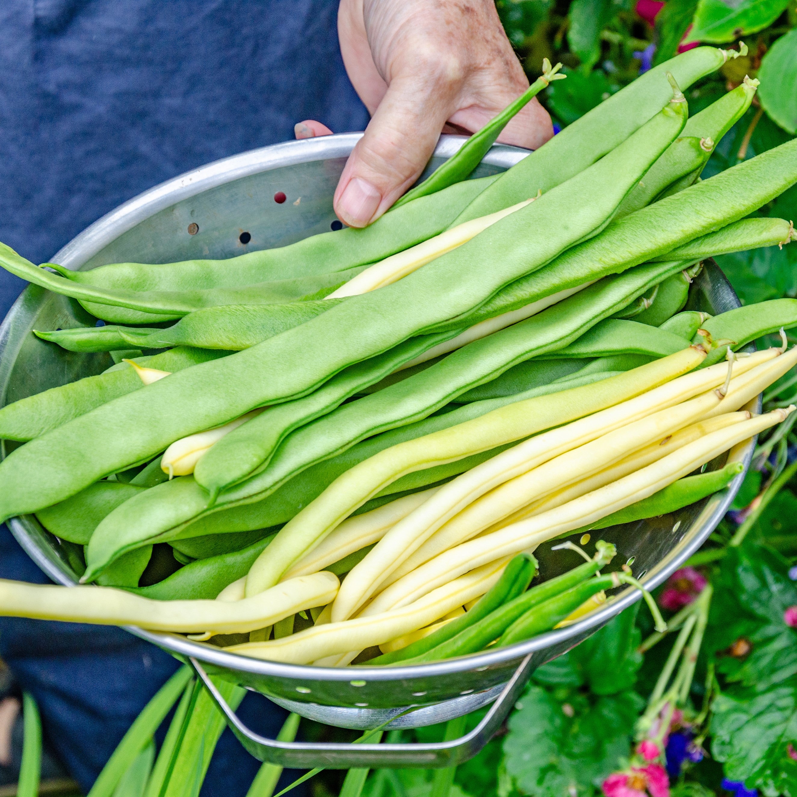 Bean Seeds