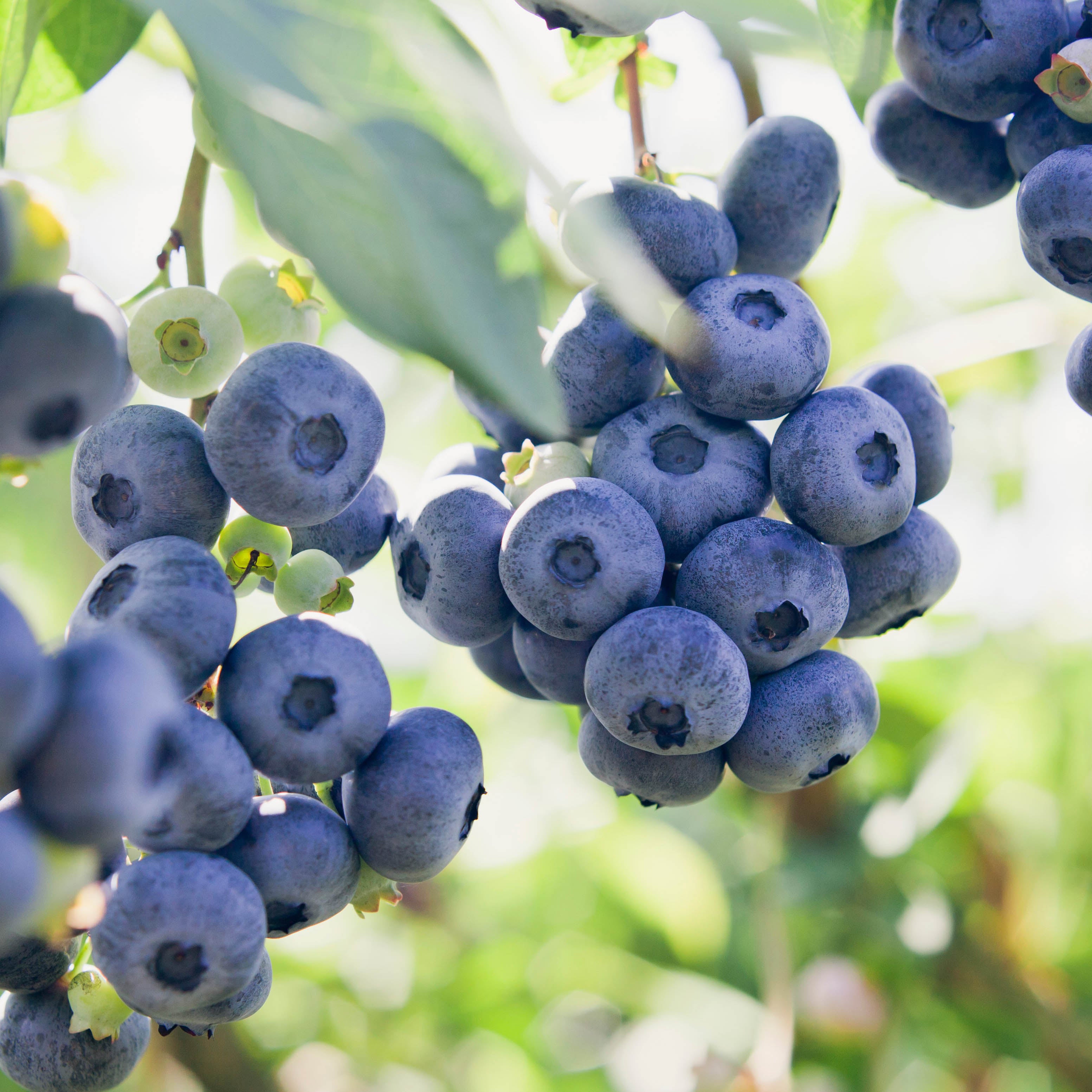 Blueberry Plants