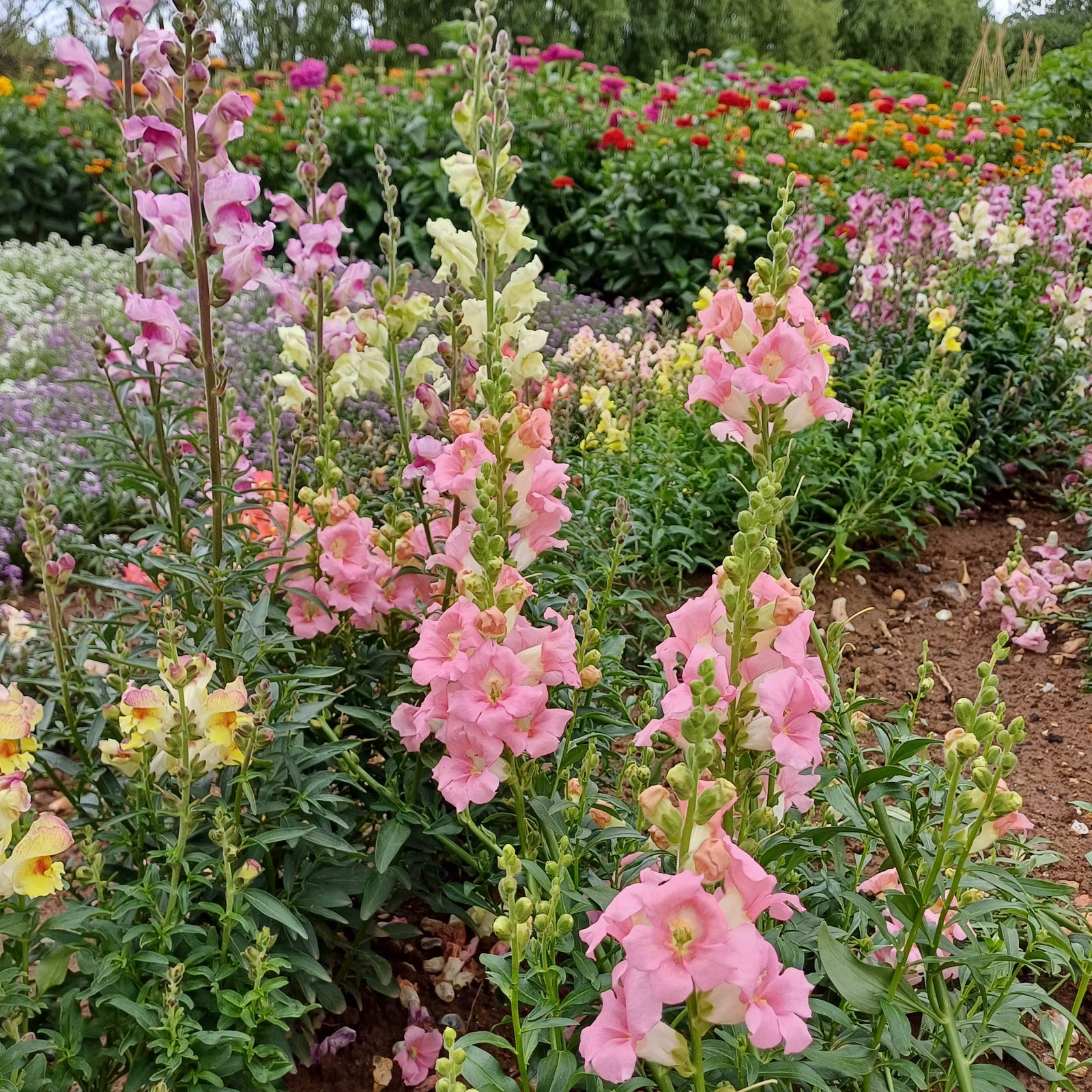 Half Hardy Perennials Seeds