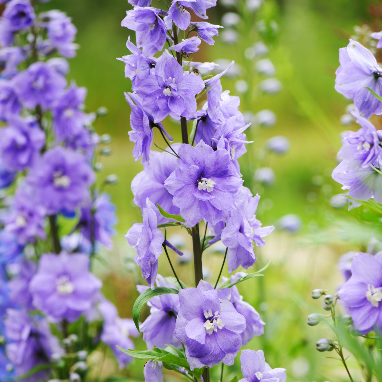 Hardy Perennials Flower Seeds