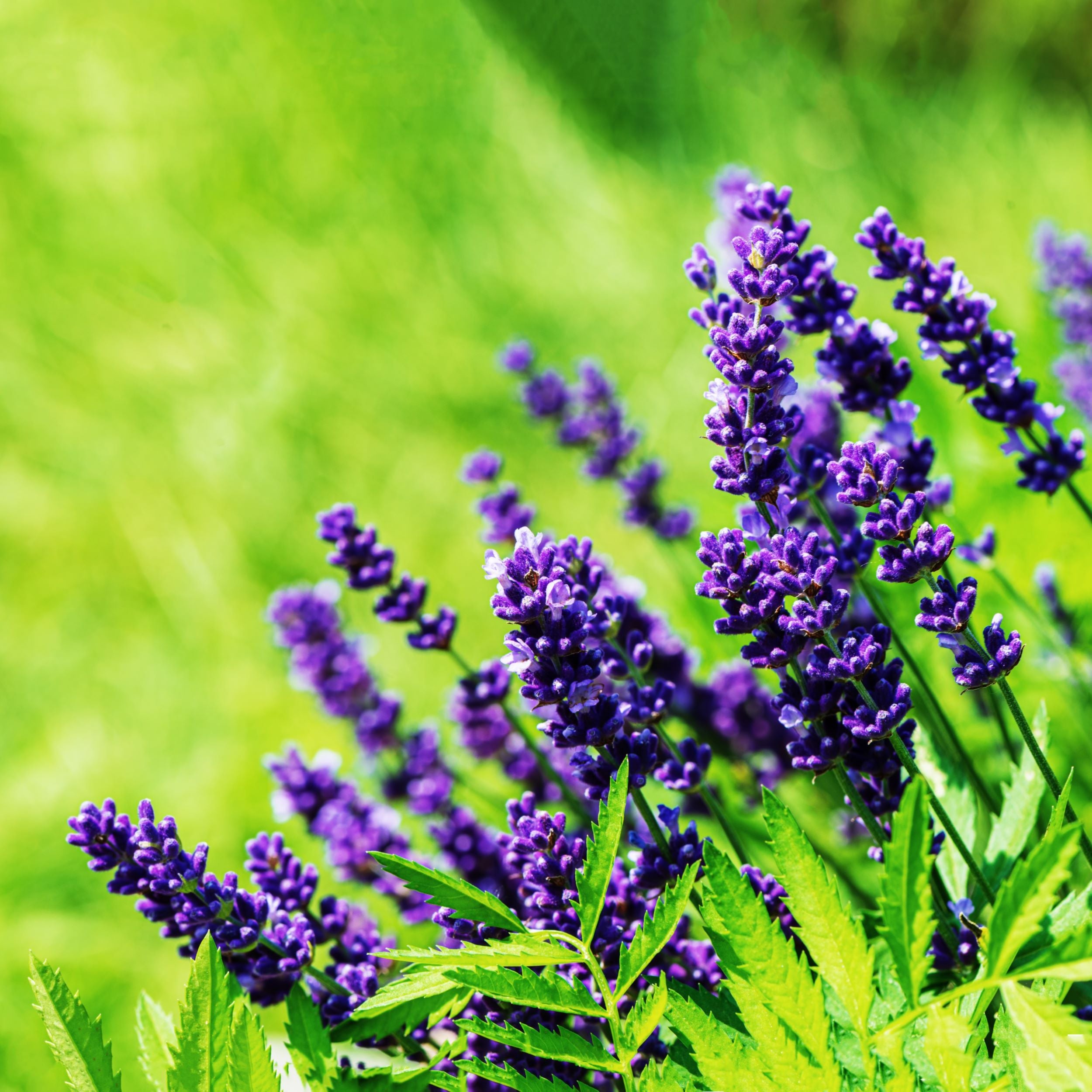 Lavender Seeds