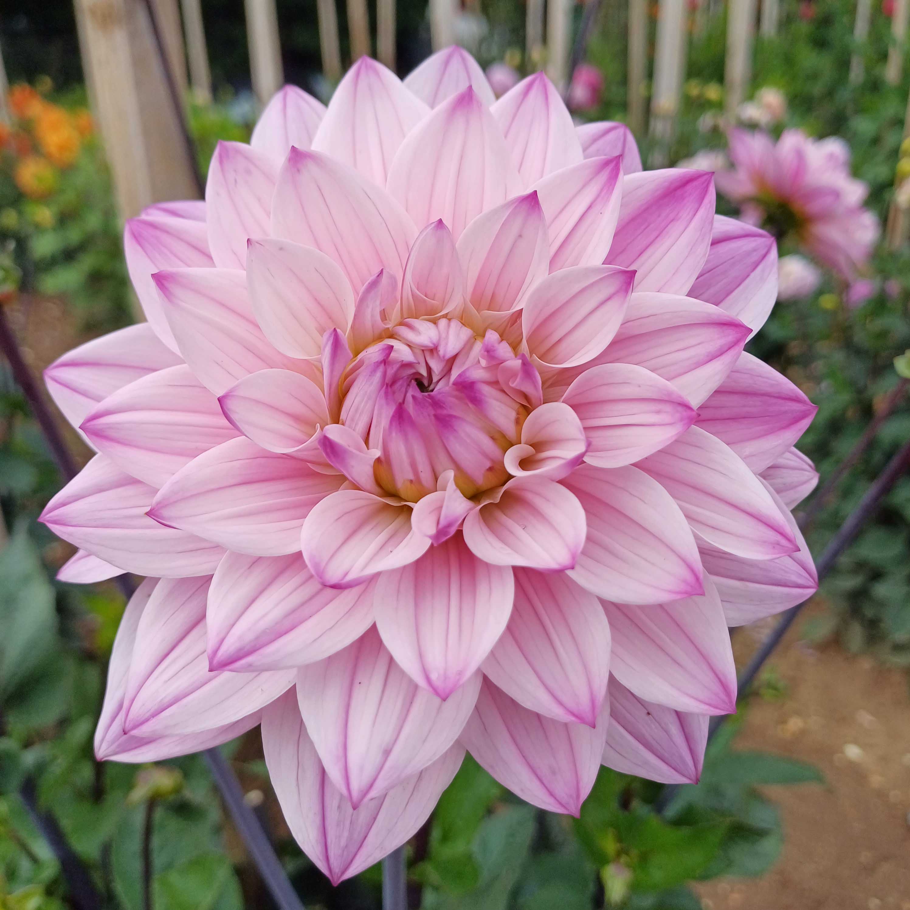 Pink Flowers