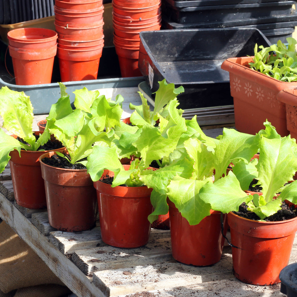 Plant Pots and Tray
