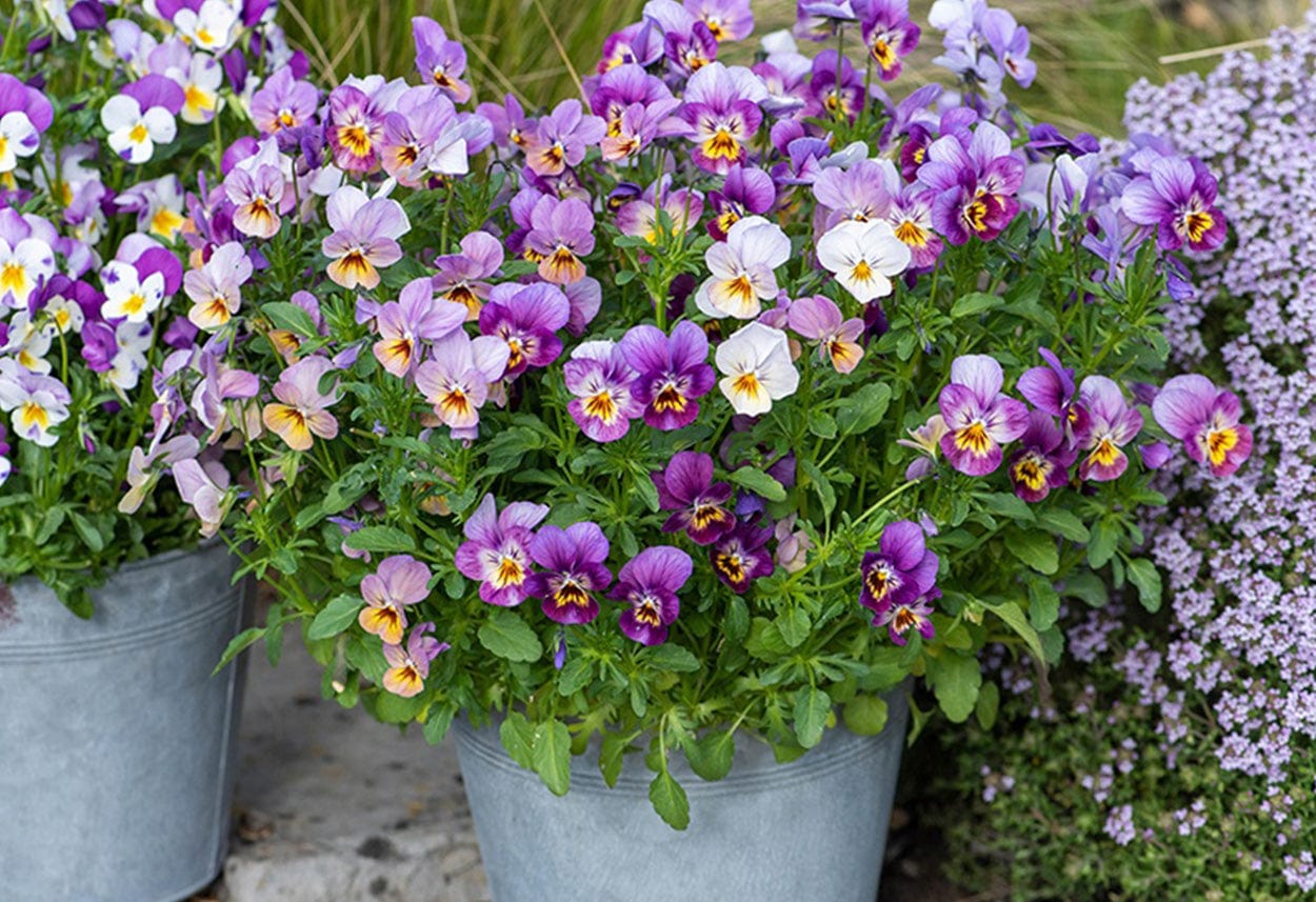 Autumn Flowering Bedding Plants