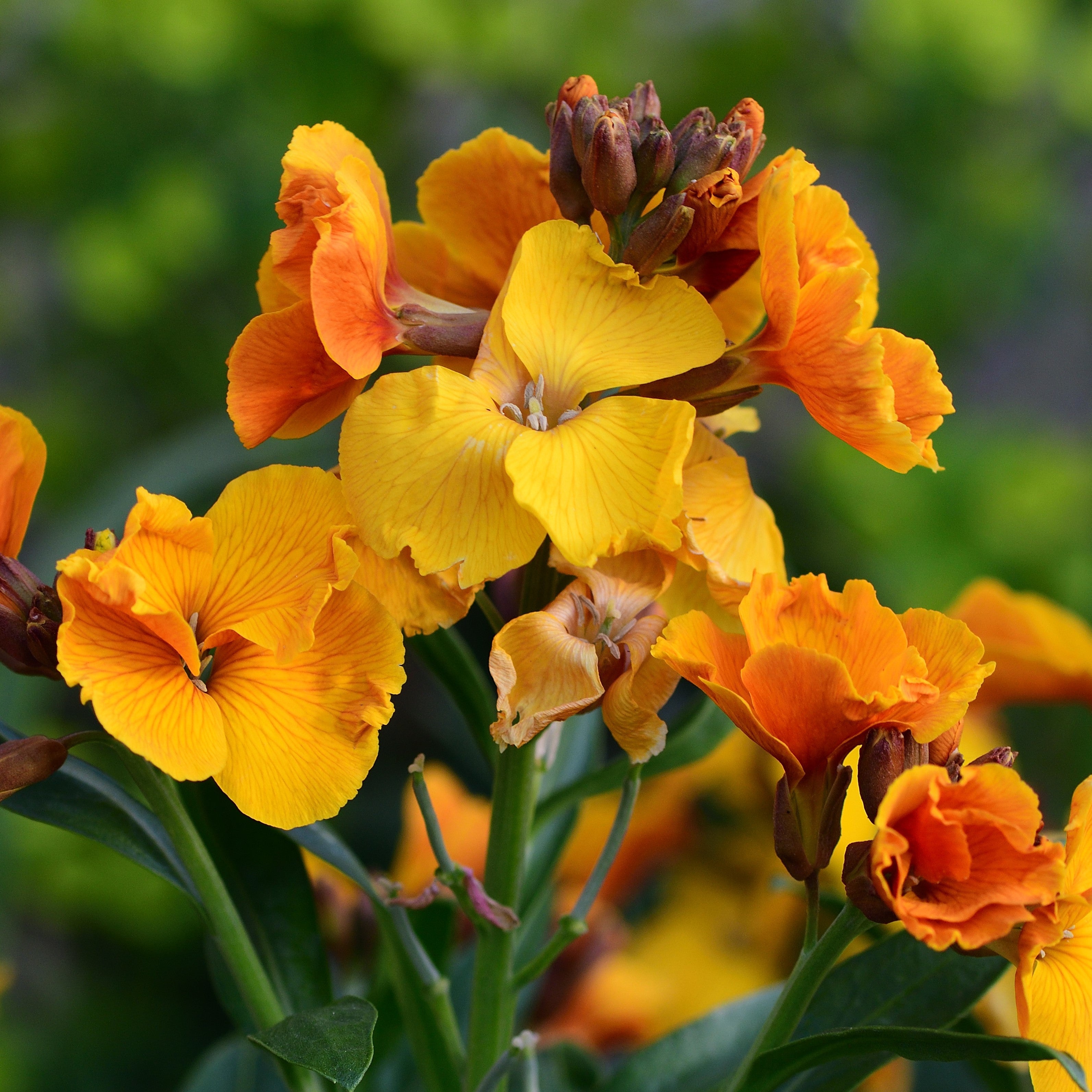 Wallflower Seeds
