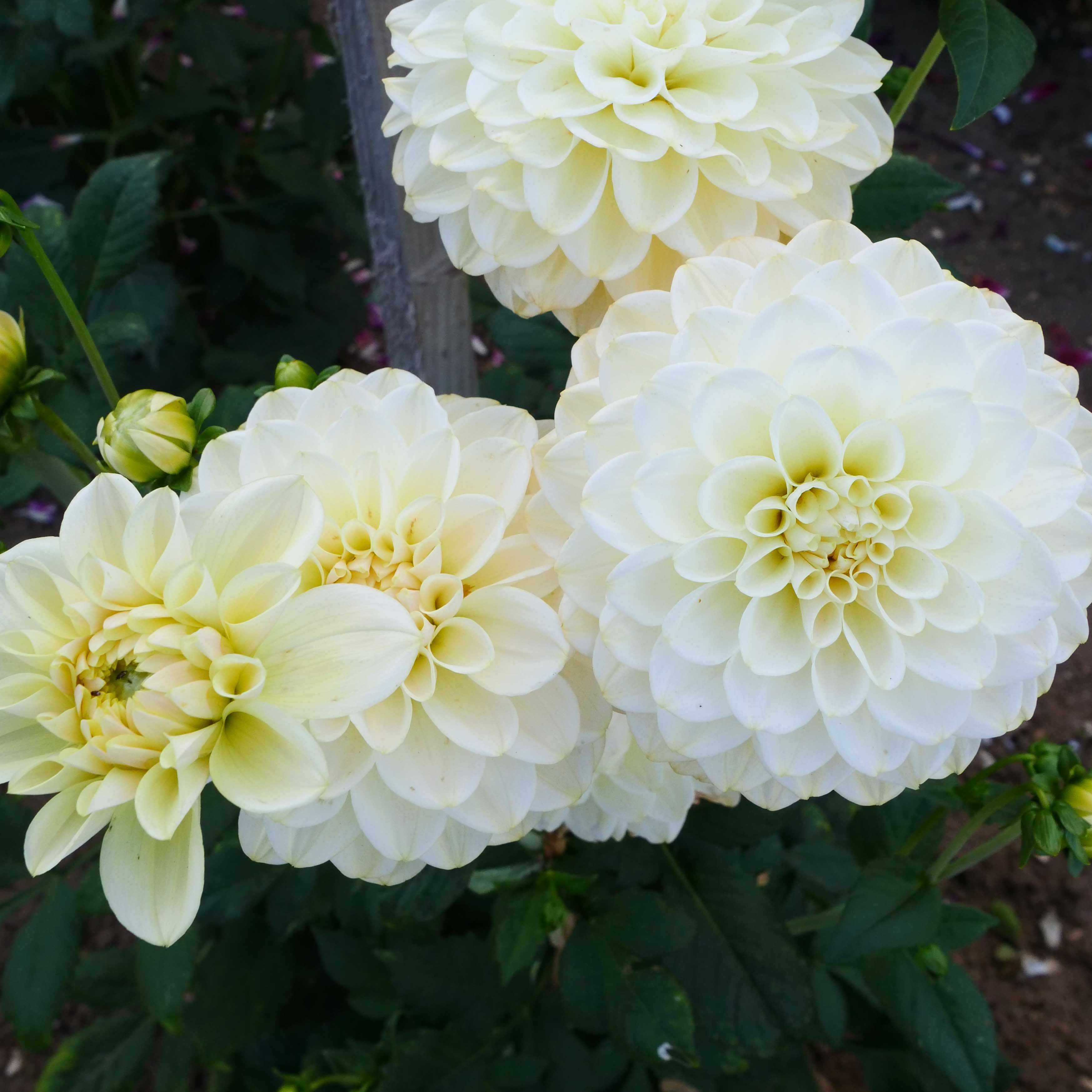 White Flowers