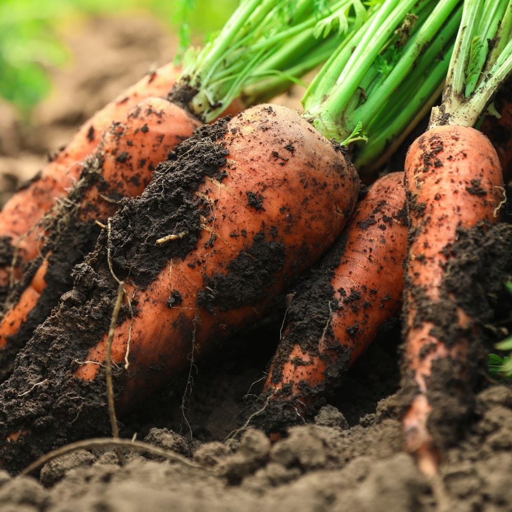 carrots on the ground