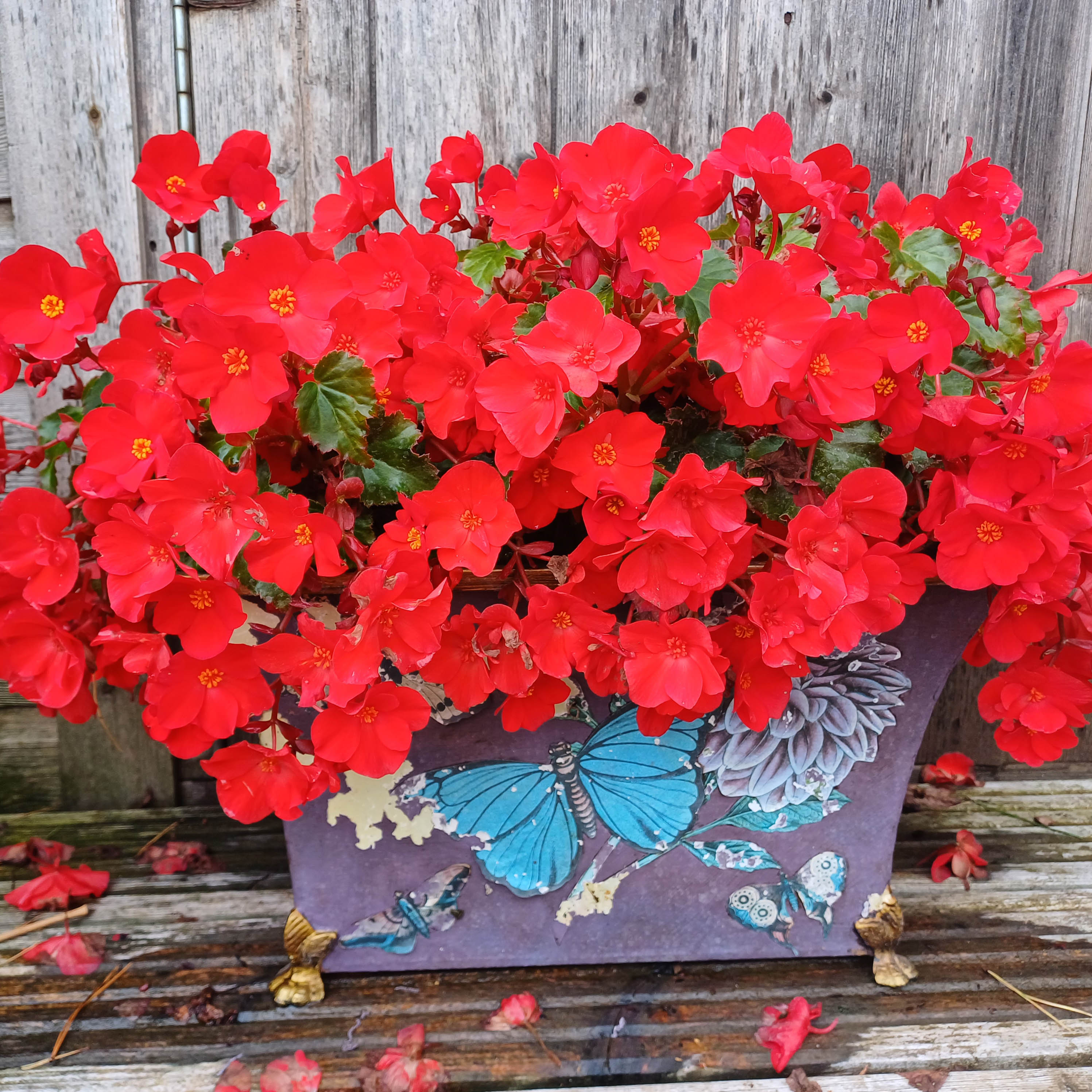 Red Flowers