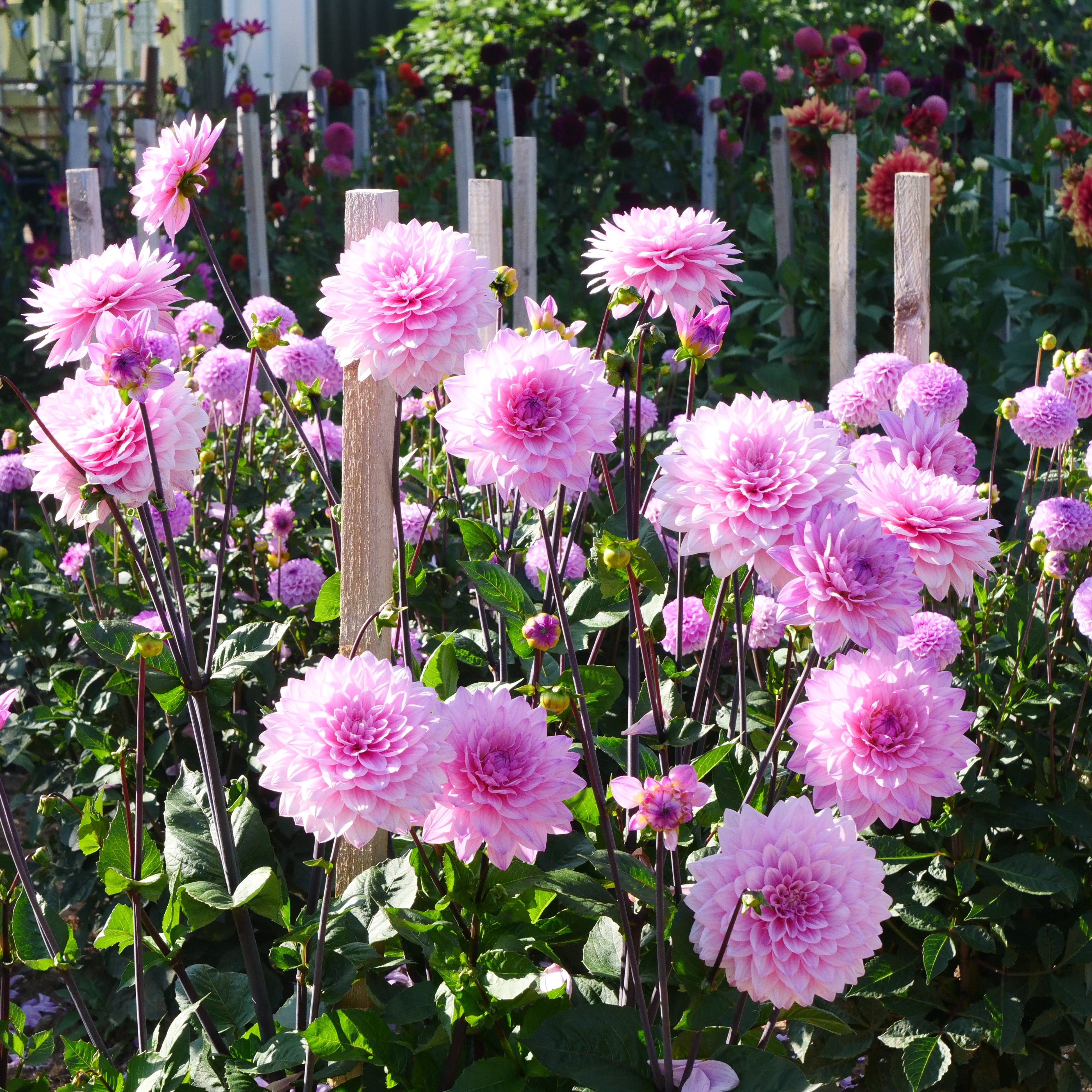 Dahlias