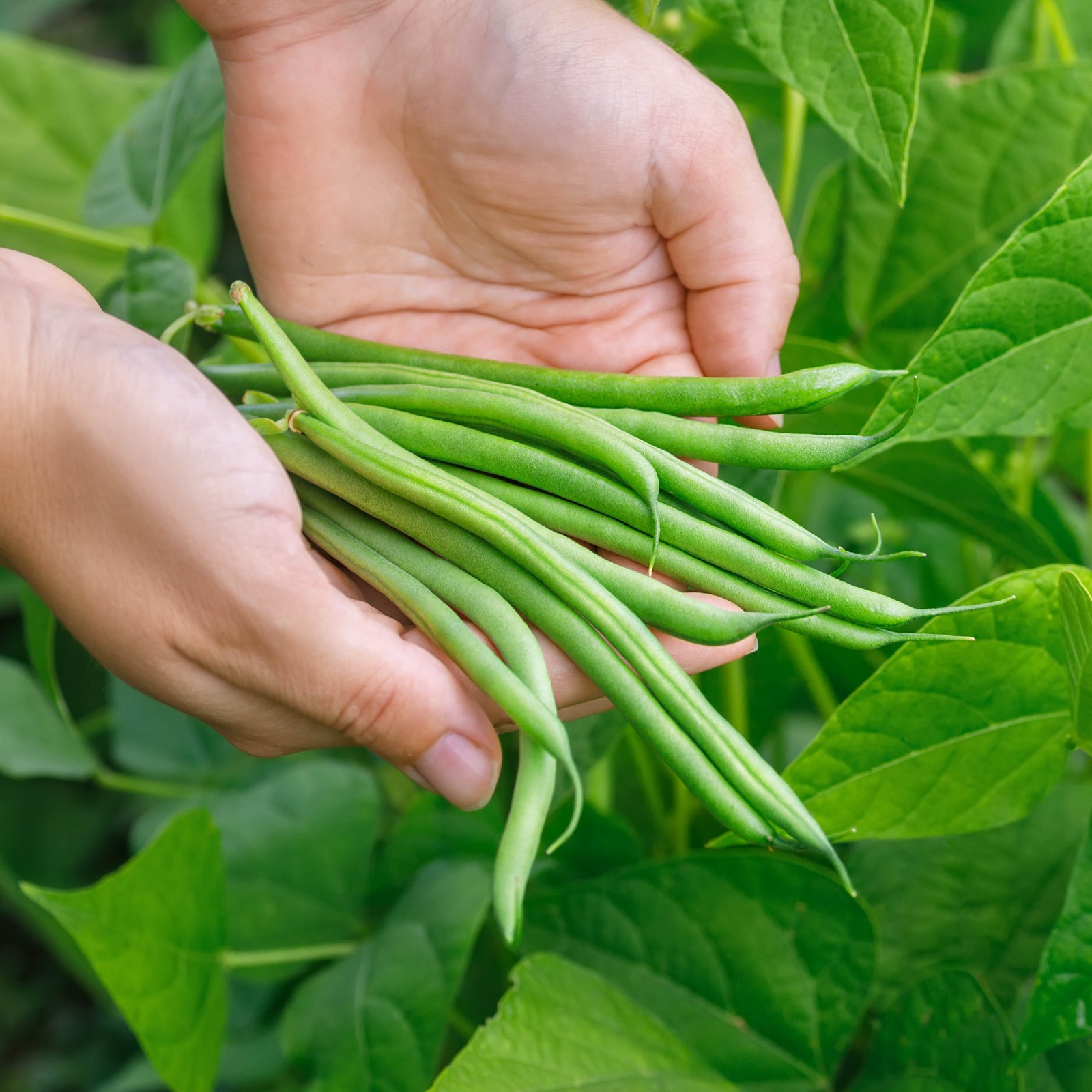 Dwarf Bean Plants and Seeds