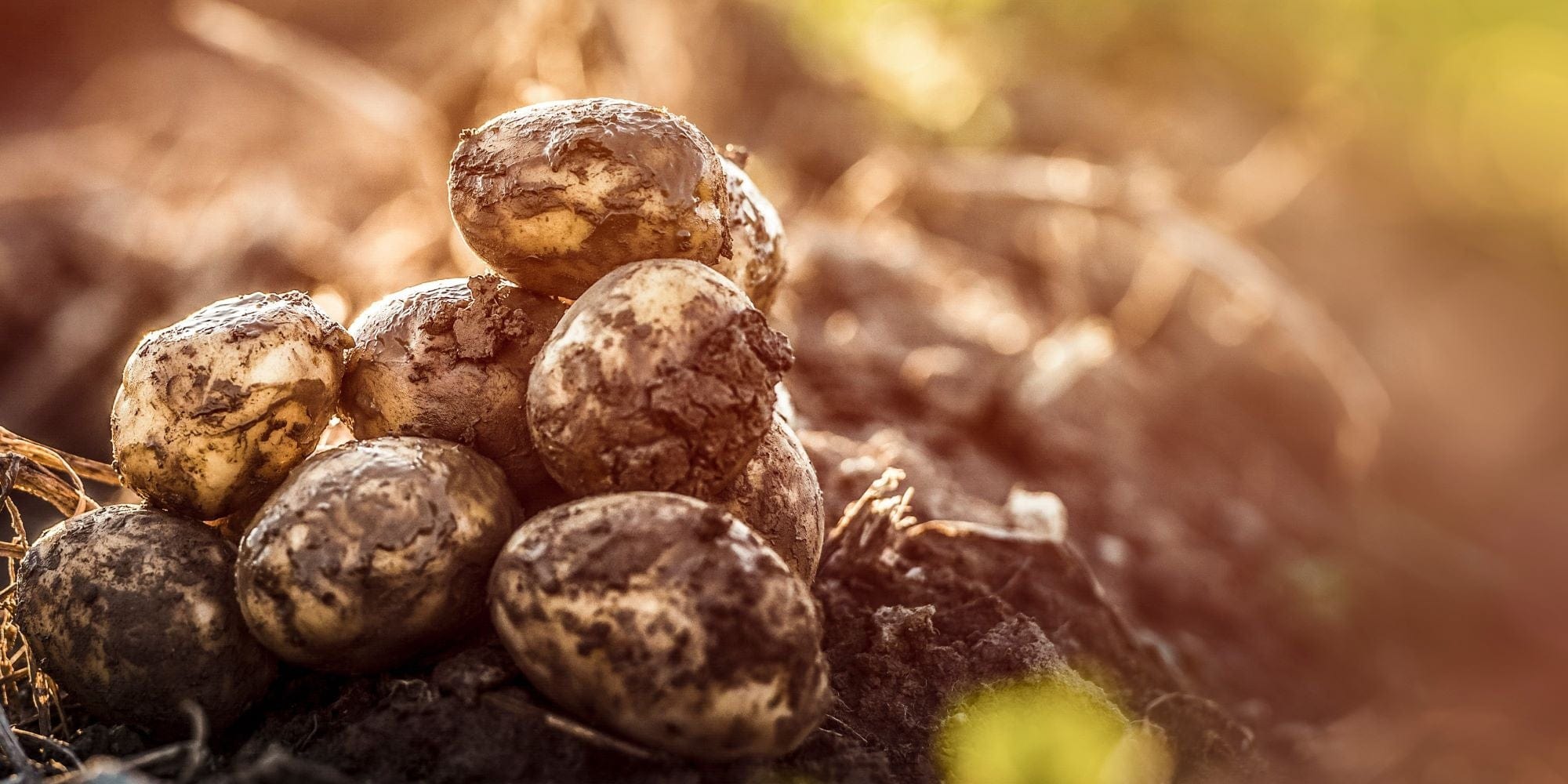 15% Off Selected Potatoes