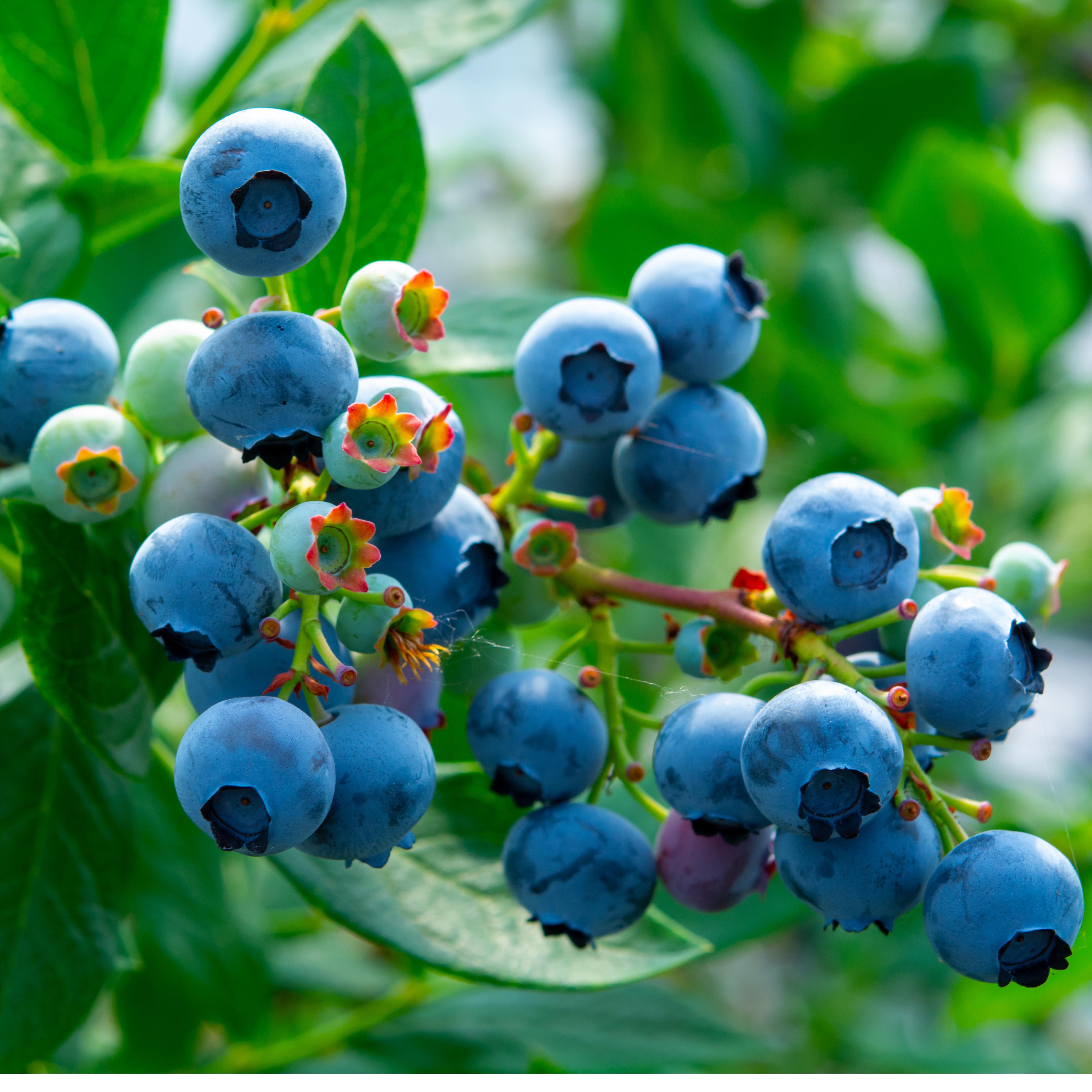 Fruit Plants