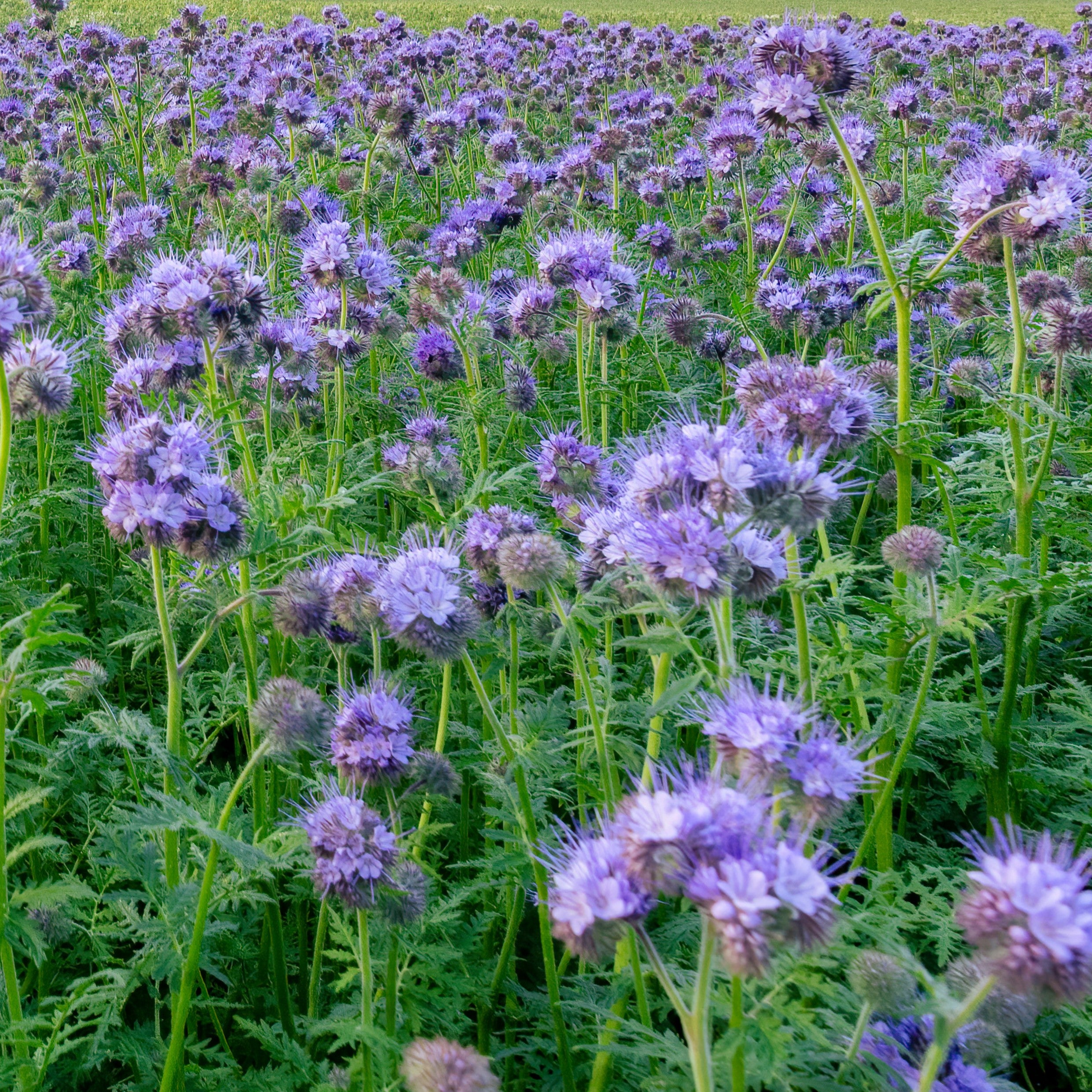 Green Manure Seeds