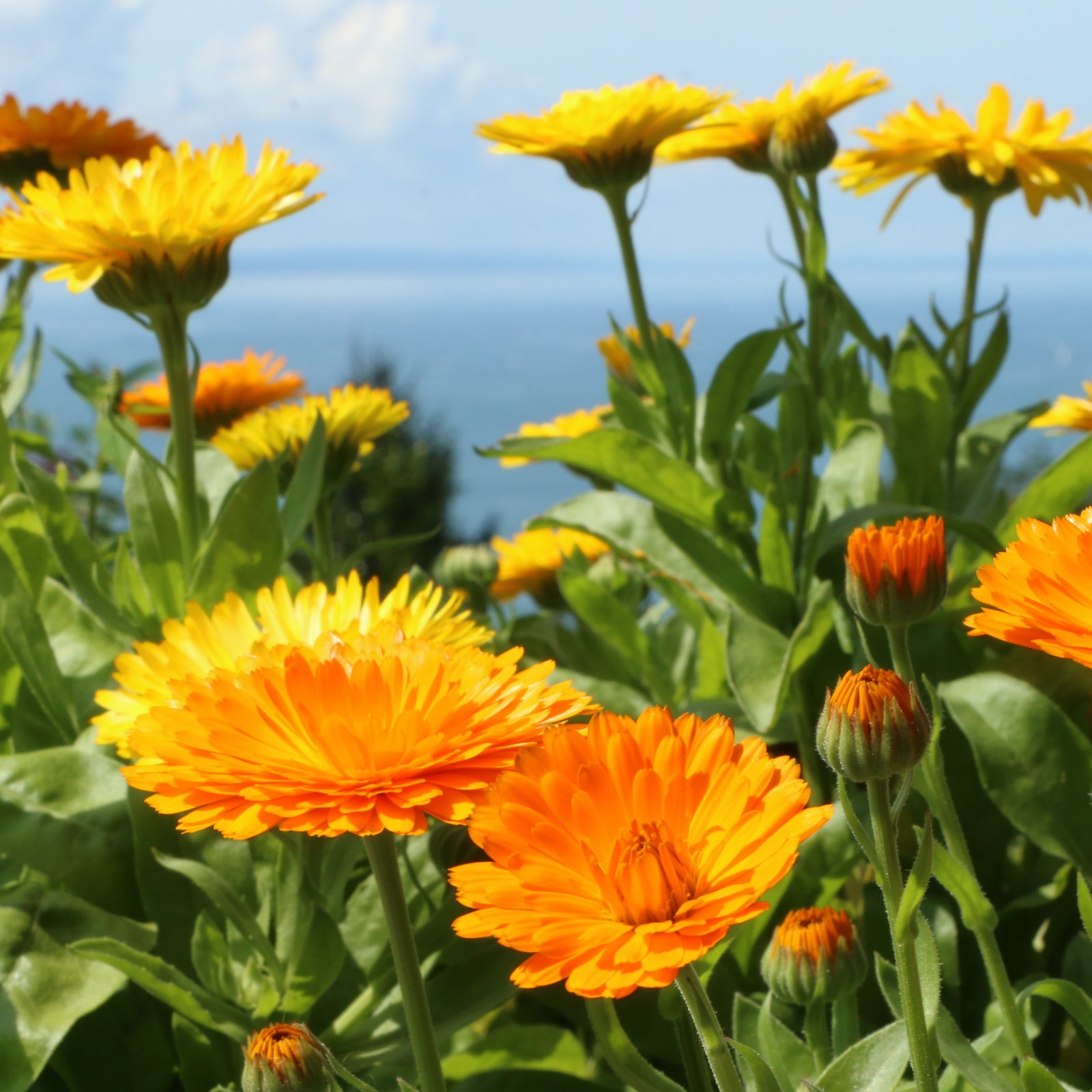 Hardy Annual Seeds