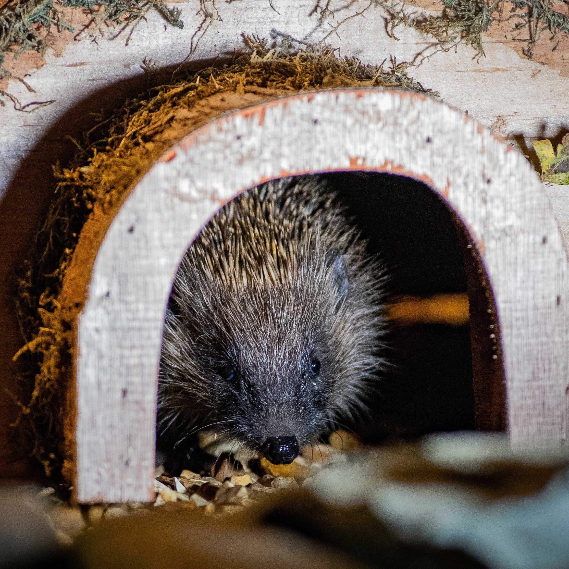 Garden Hedgehogs