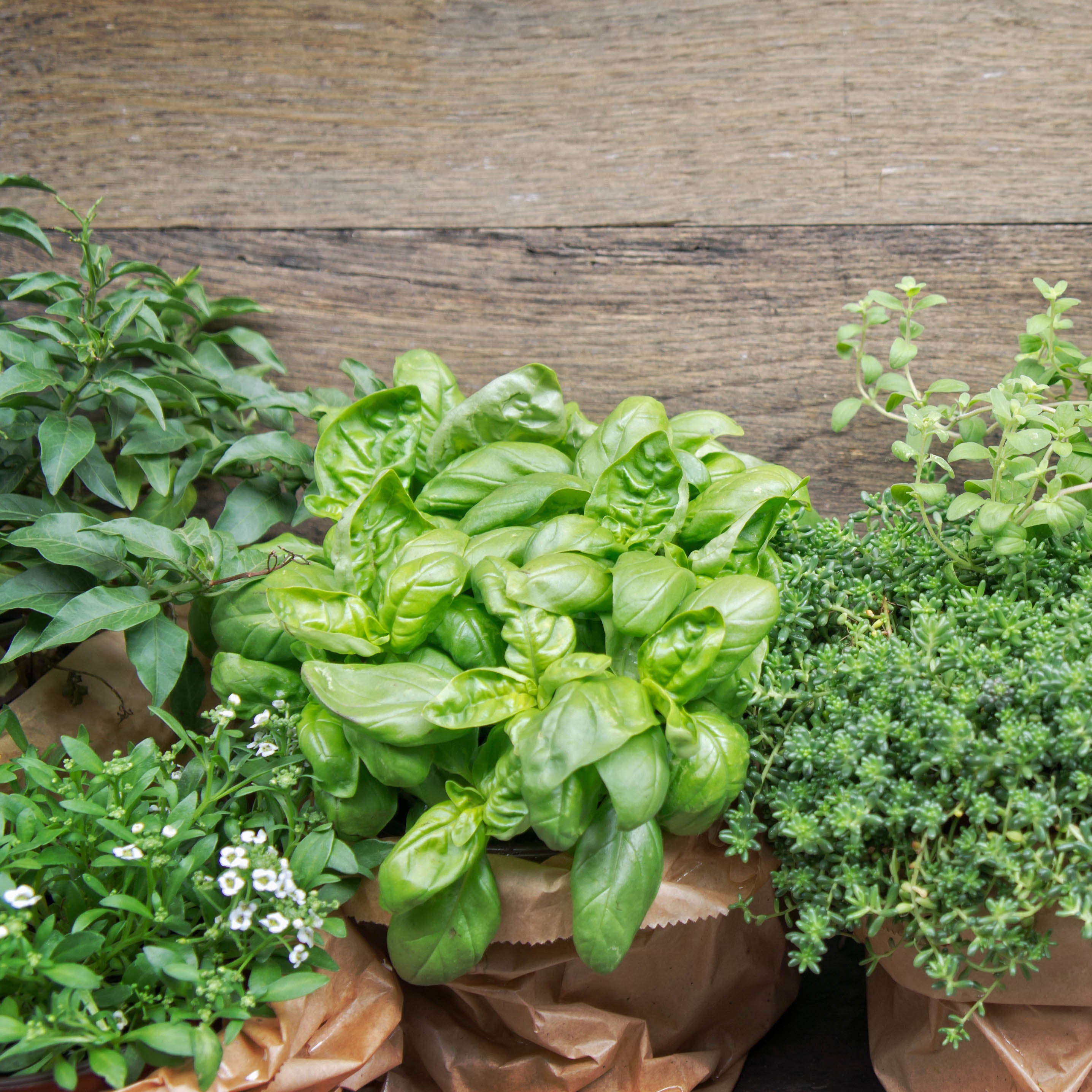 Herb Plants