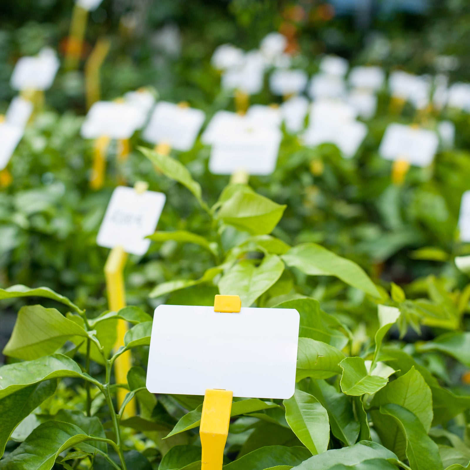 Plant labelling