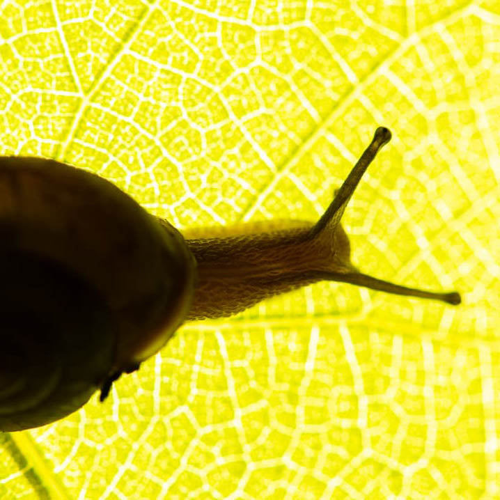 Garden Pest Control & Disease Control