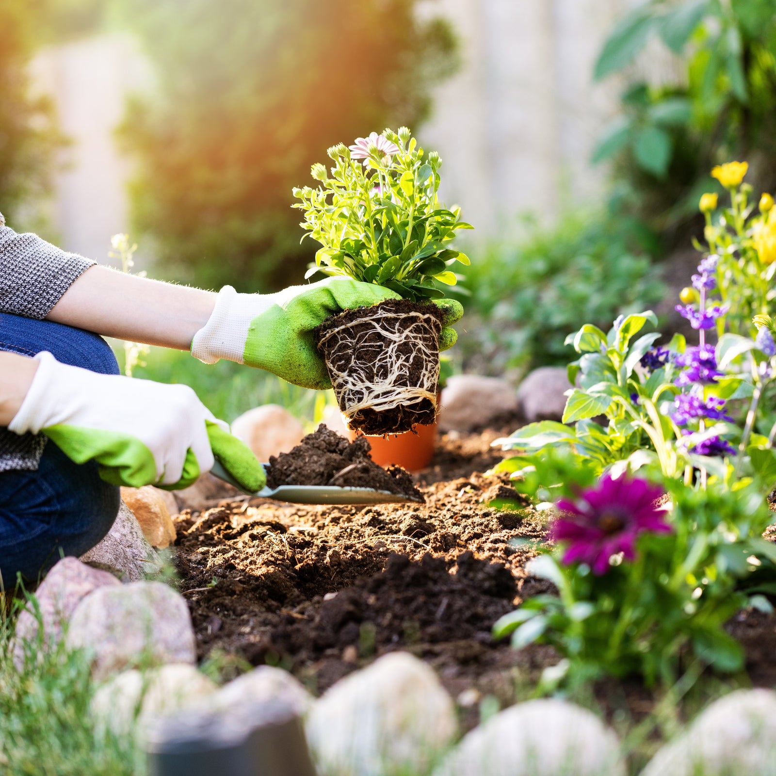 What to Do in the Garden Now