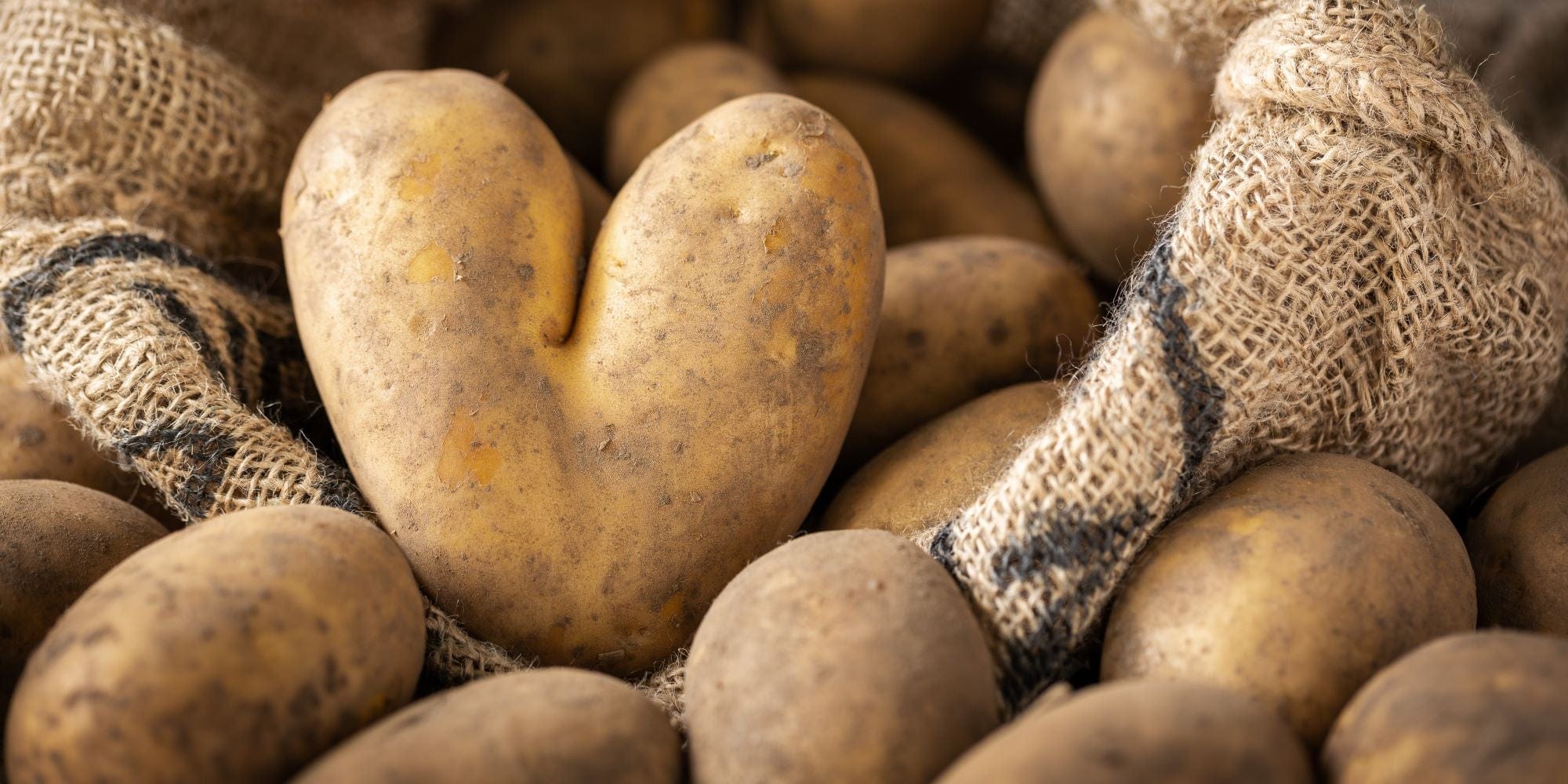 Extra Early Seed Potatoes