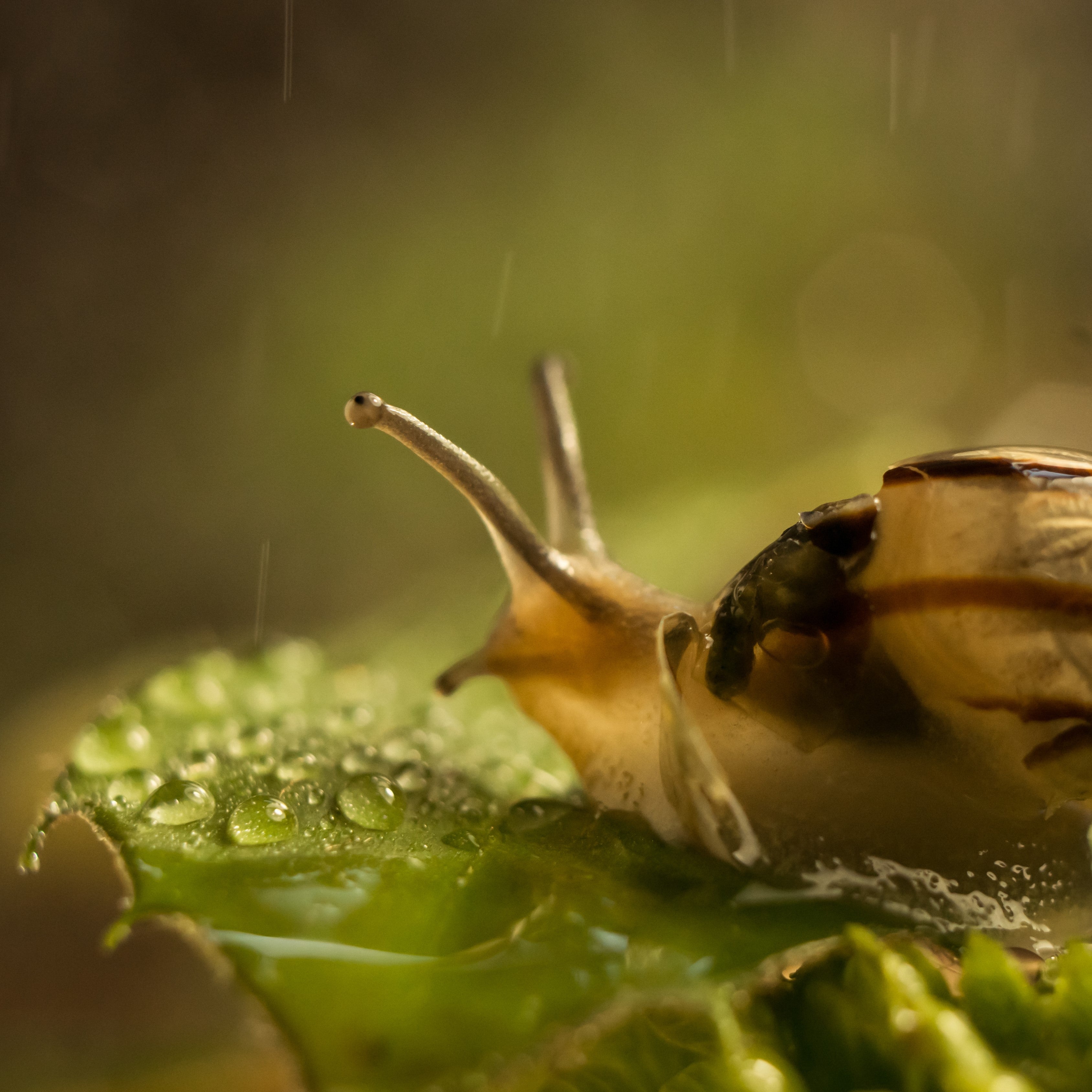 Slug & Snail Protection