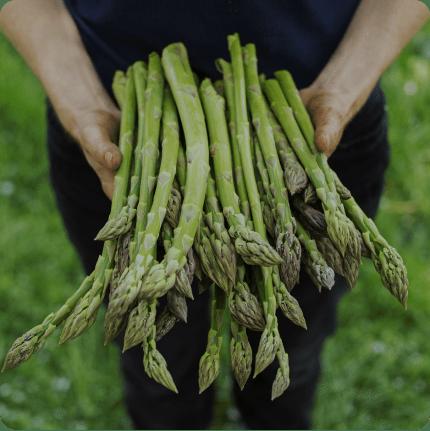 Vegetable Plants