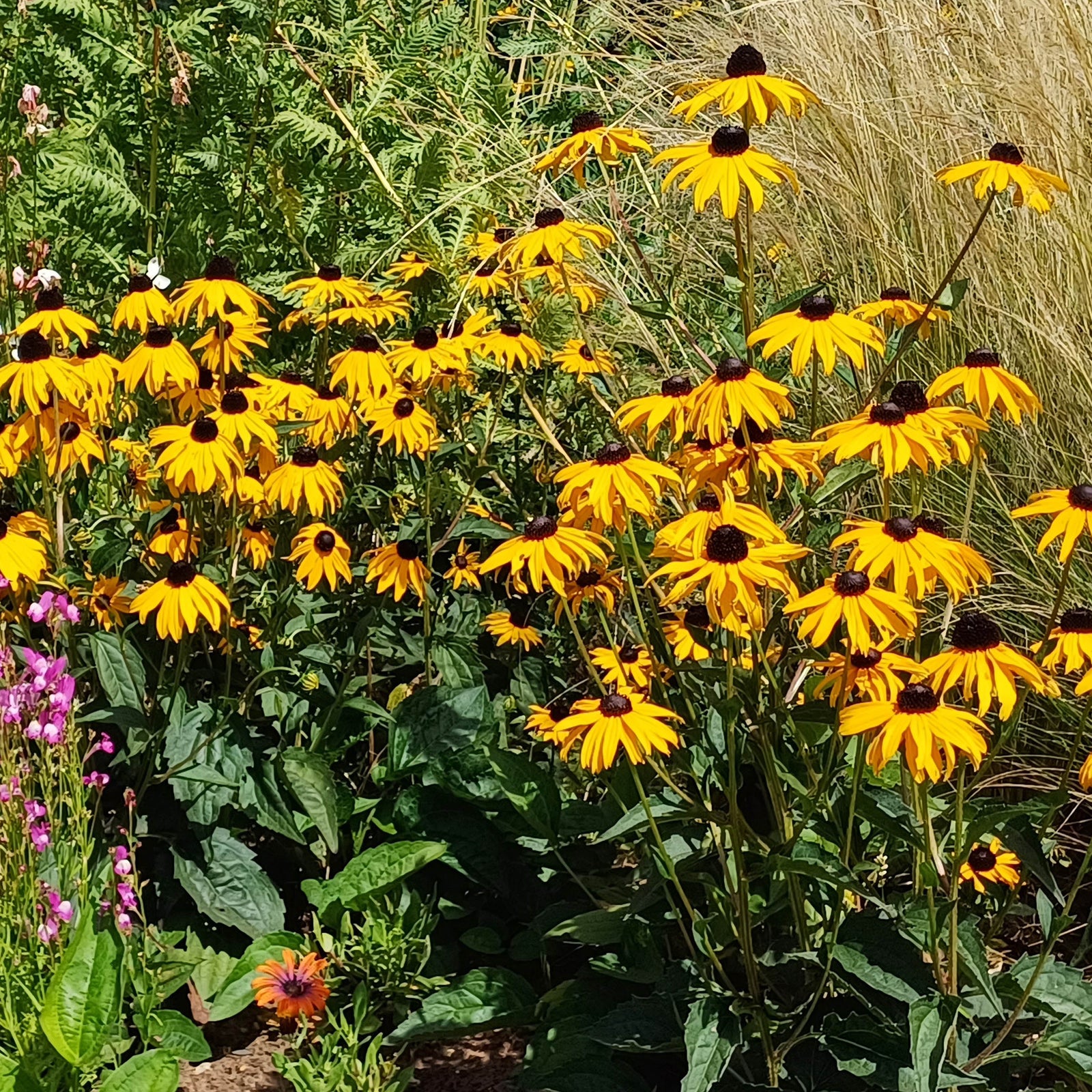 Yellow Flower Seeds