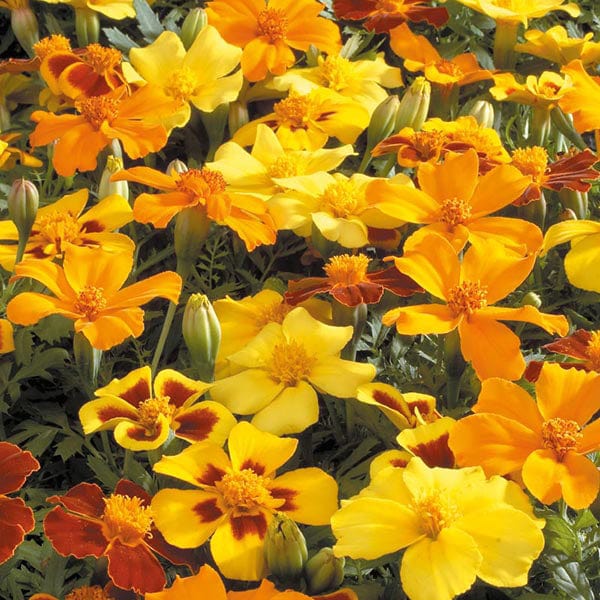 French Marigold Seeds