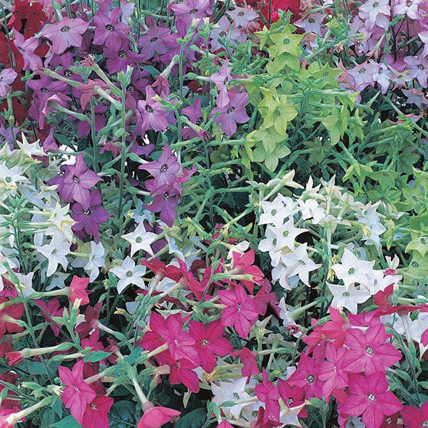 Nicotiana Seeds