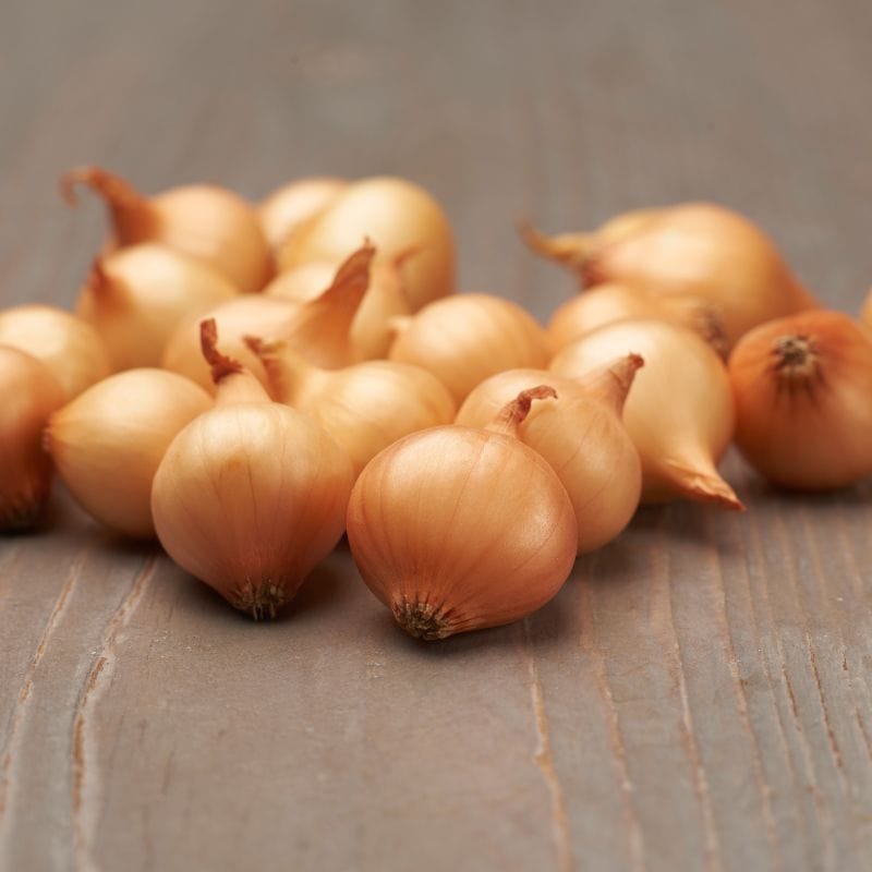 Onion Plants