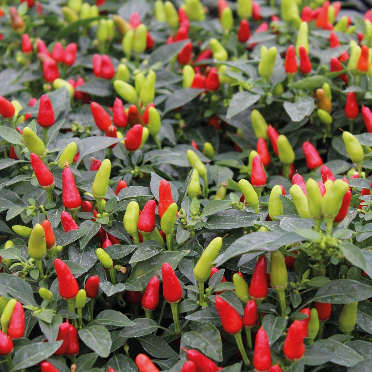 Pepper Plants