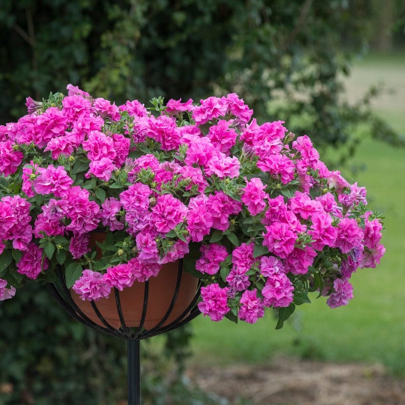 Spring Sowing Flower Seeds