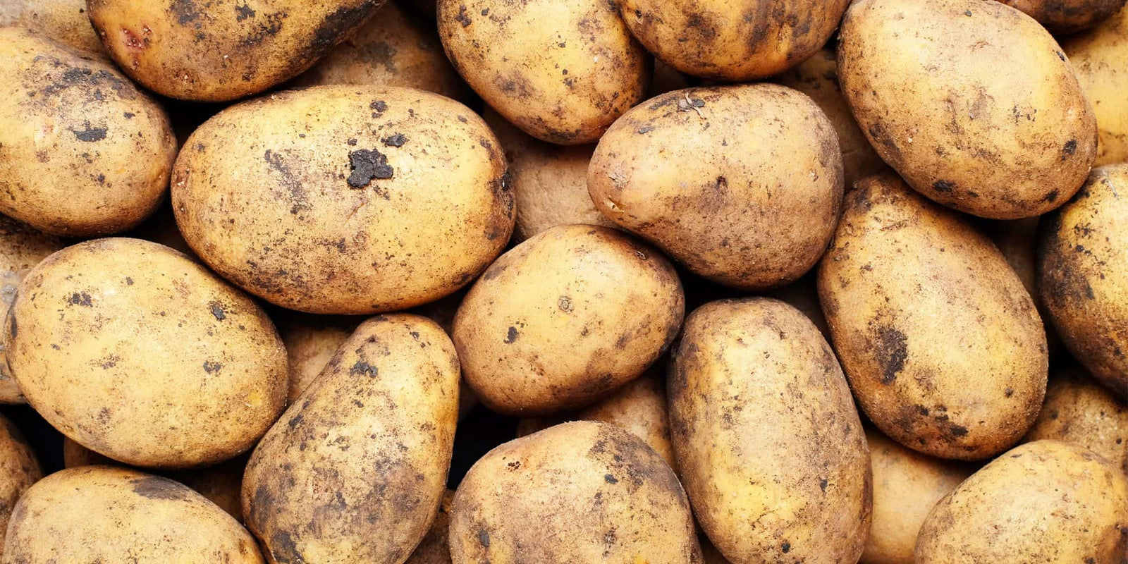 Maincrop Seed Potatoes