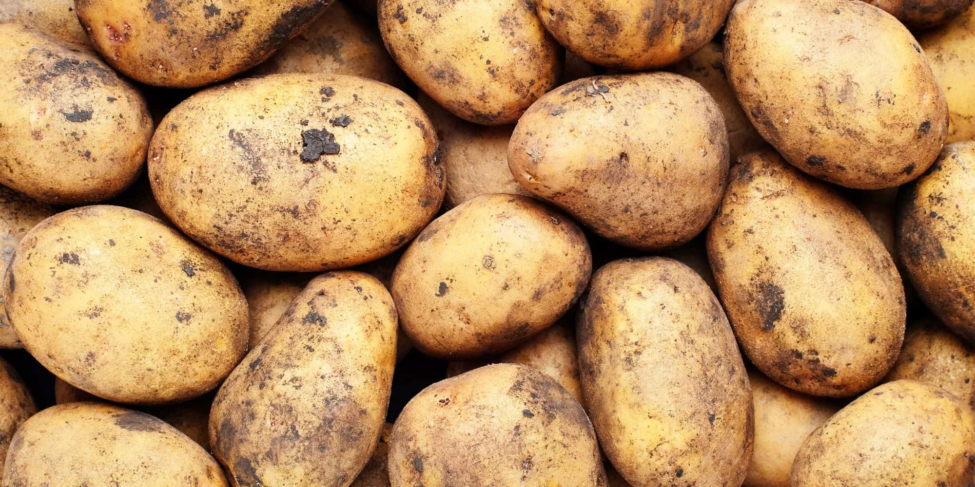 Salad Seed Potatoes