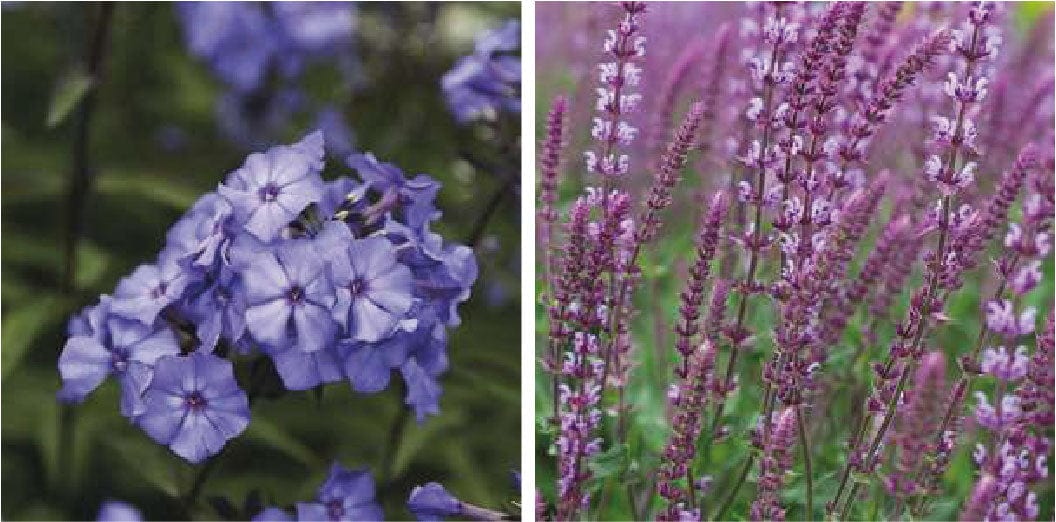 Salvia Plants