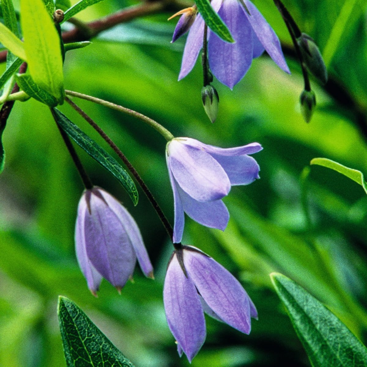Flower Bulbs 'In the Green'