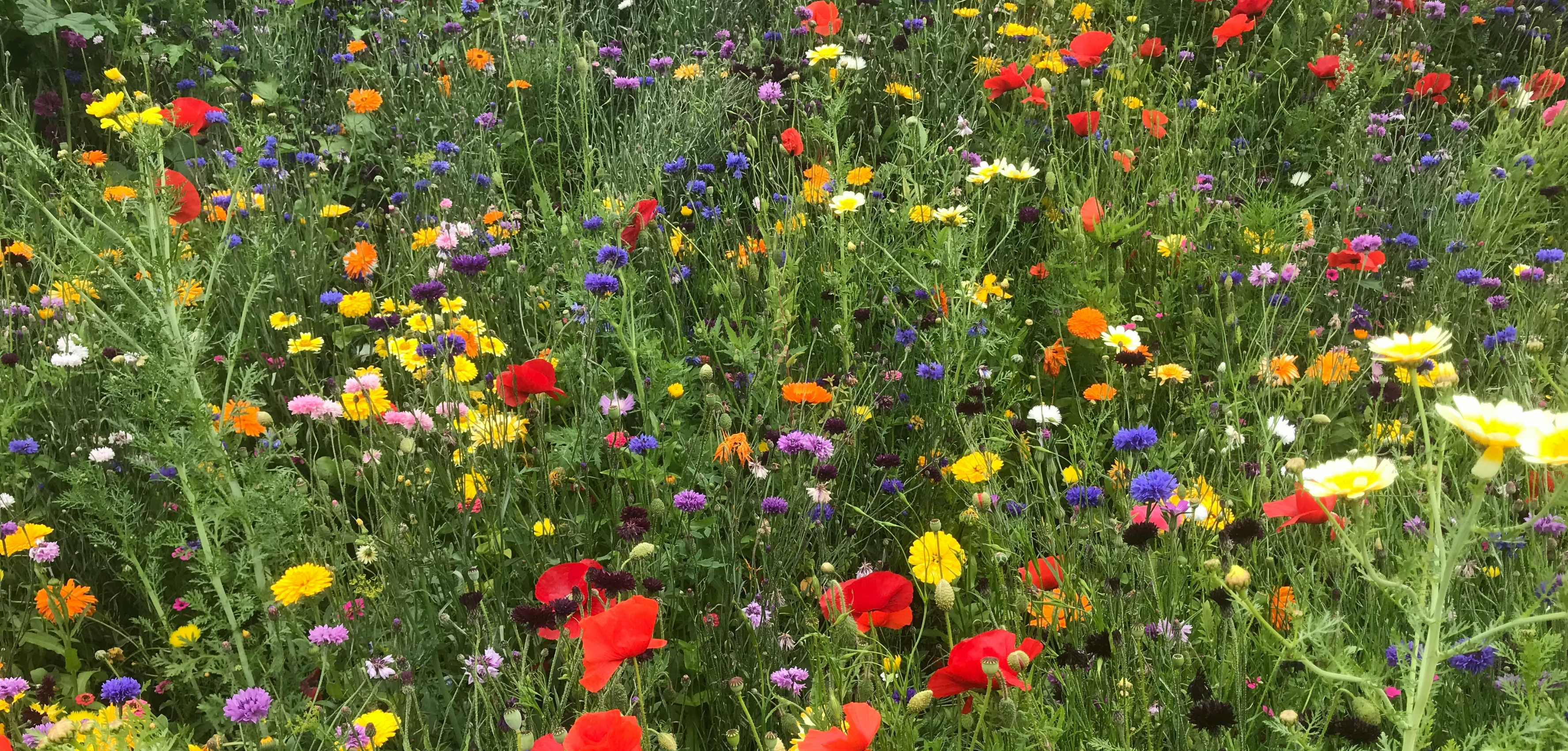 Flowers To Sow In April