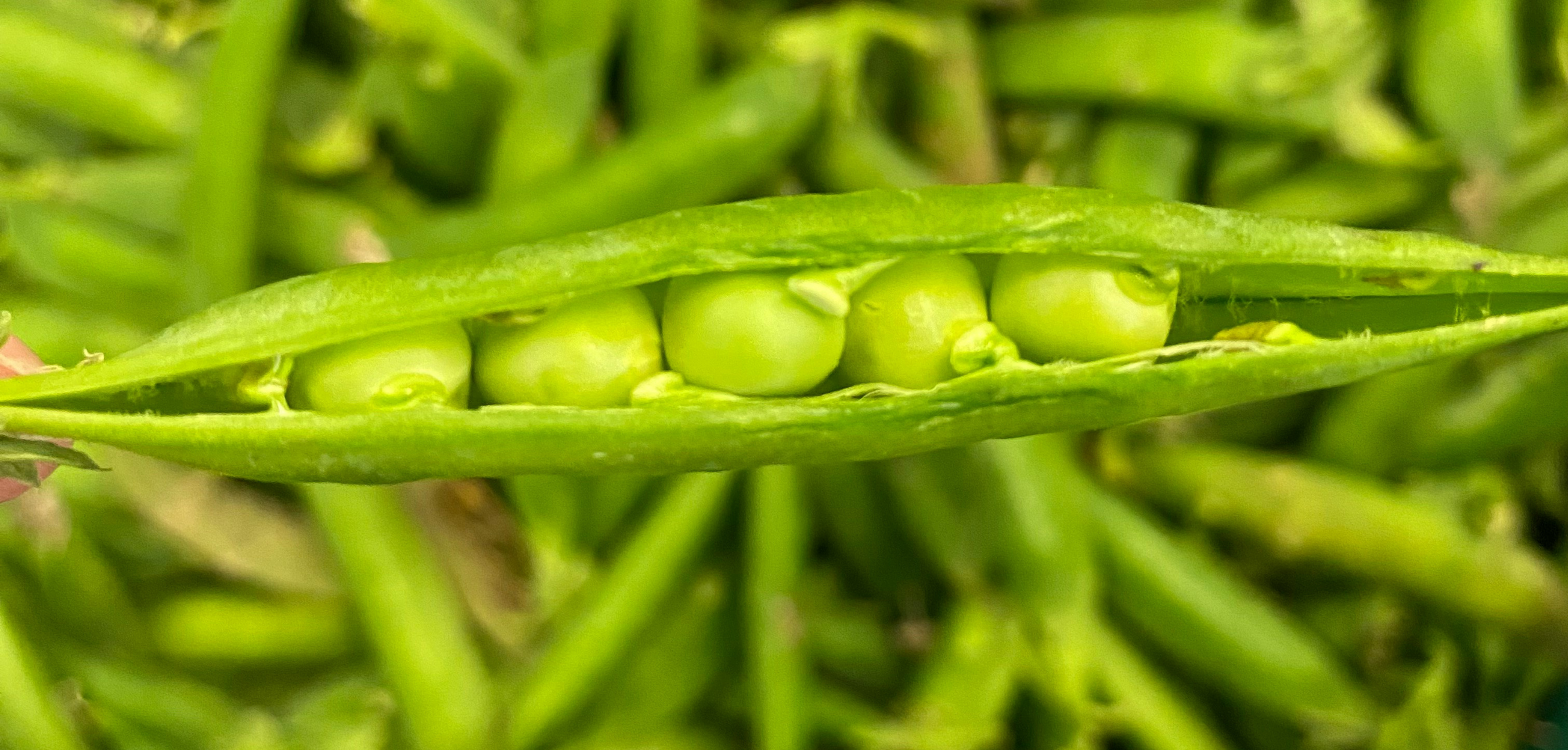 Climbing French Bean Plants