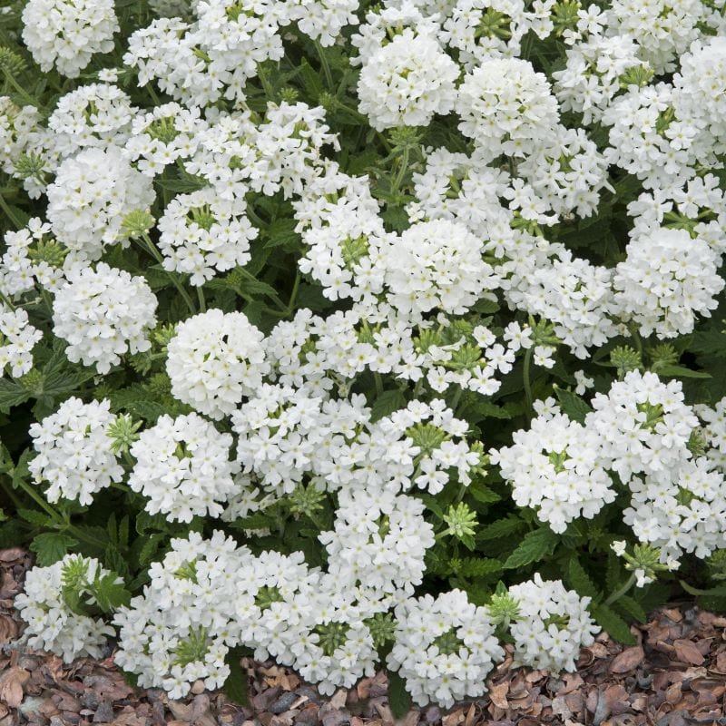Verbena Seeds