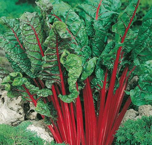 Chard Seeds