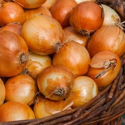 Shallot Bulbs