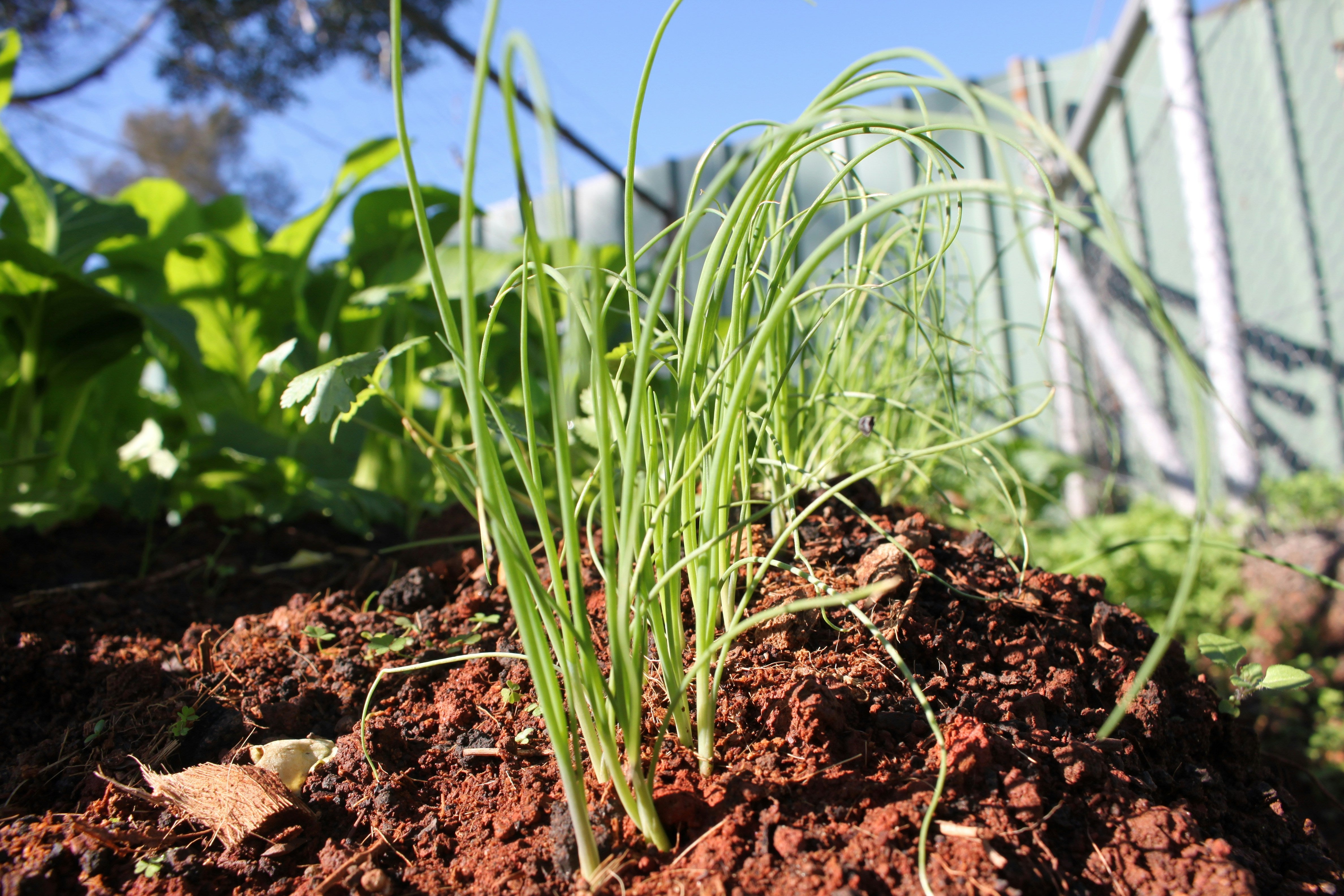 Spring Onion Seeds