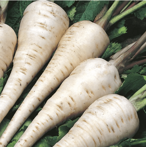 Parsnip Seeds