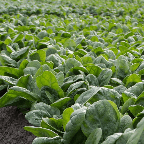 Spinach Seeds