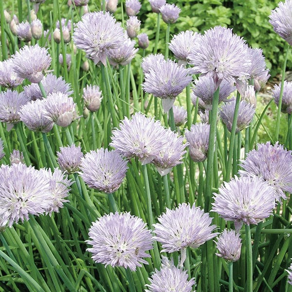 3 x 9cm Potted Plants (LATE) Chive Herb Plants