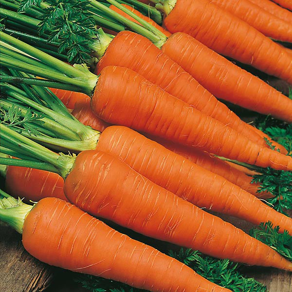 Close-up of fresh carrots with green tops on a wooden surface