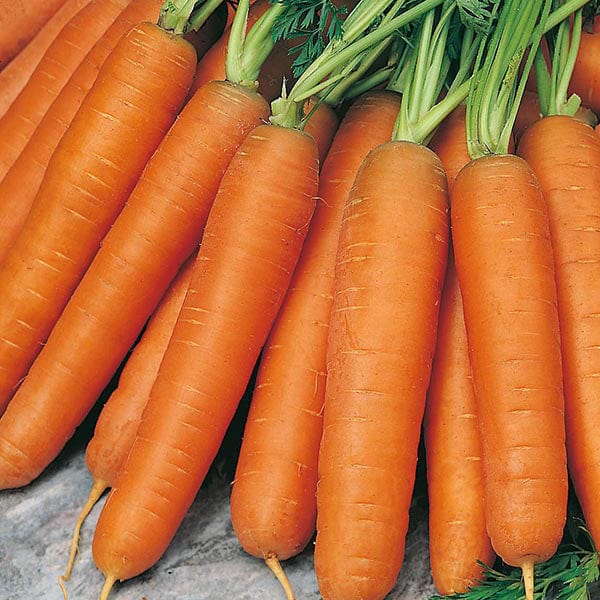 2000 Seeds Carrot Nantes 5