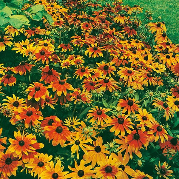 Rudbeckia Rustic Dwarf Mixed Seeds