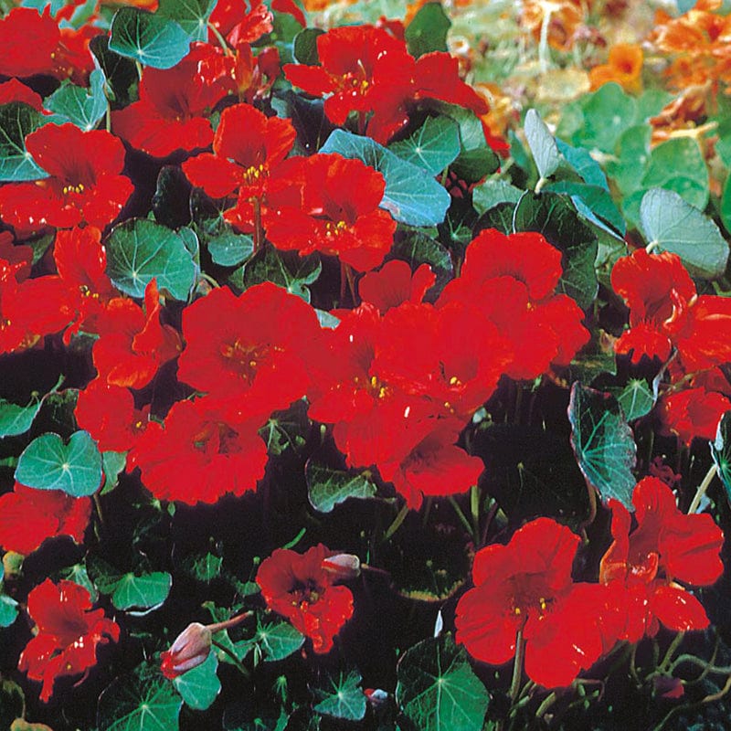 2 x 6 Plants (Late) Nasturtium Empress of India